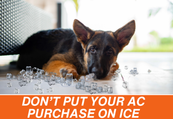 Dog sitting on ice cubes to cool down because house is too hot with inadequate air conditioning and dehumidification