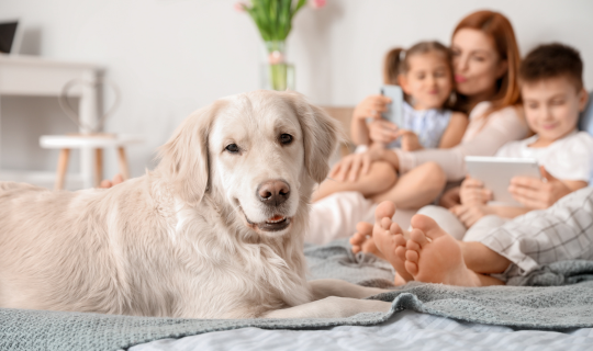 Duct cleaning can help eliminate dust and dander