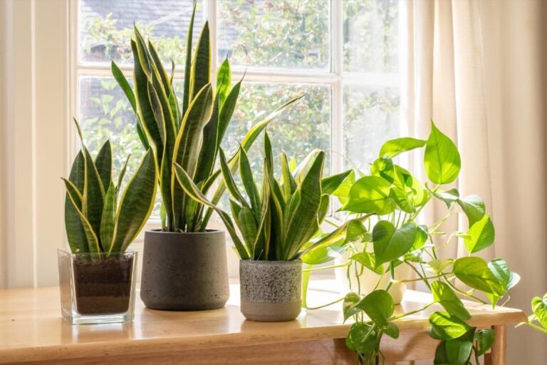 The Best Air-Purifying Plants for a Healthier Home